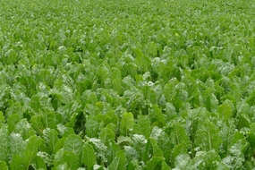 菜地有机蔬菜图片